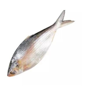Ilish 1kg (hilsa Whole fish)