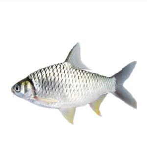 Pangas Fish 1Kg (Whole)